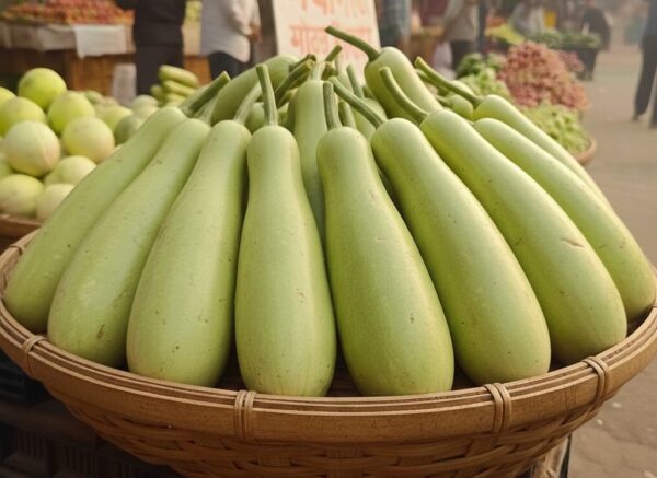 Bottle Gourd ( लौकी )