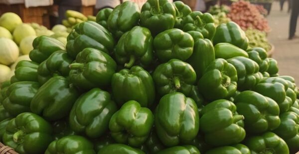 Capsicum ( शिमला मिर्च )